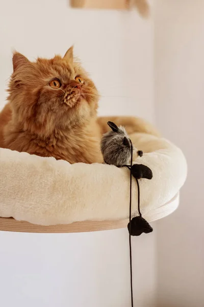 Kahverengi İran kedisi farklı yerlerde oturuyor ve oynuyor