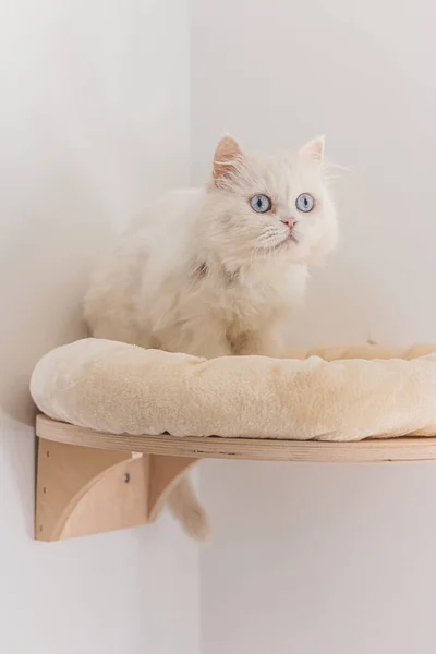 Blanco Persa Gato Sentado Diferentes Lugares Jugando — Foto de Stock
