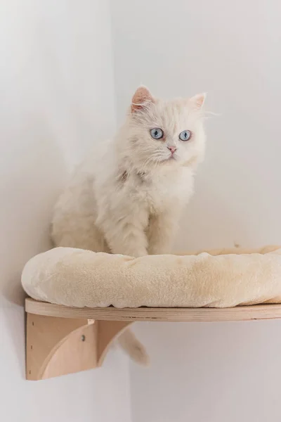 Beyaz İran kedisi farklı yerlerde oturuyor ve oynuyor.