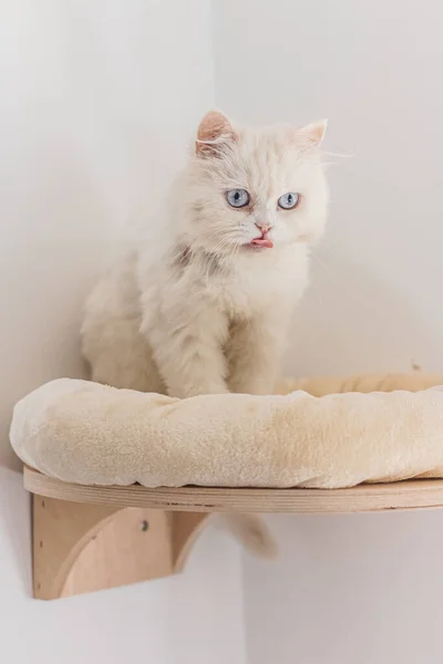 Beyaz İran kedisi farklı yerlerde oturuyor ve oynuyor.