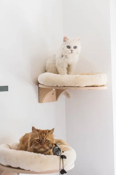 Kahverengi ve beyaz İran kedileri farklı yerlerde oturup oynuyorlar.