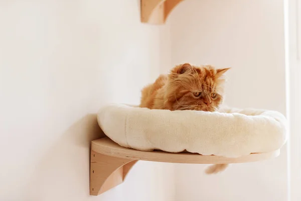 Kahverengi İran kedisi farklı yerlerde oturuyor ve oynuyor