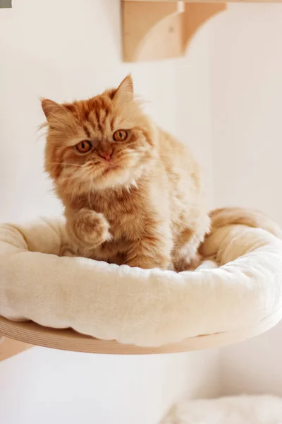 Kahverengi İran kedisi farklı yerlerde oturuyor ve oynuyor