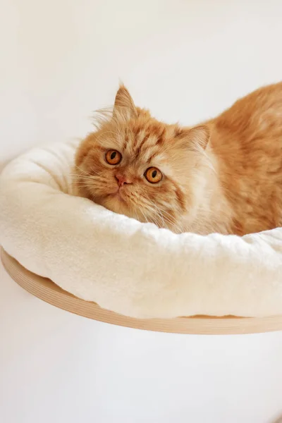 Kahverengi İran kedisi farklı yerlerde oturuyor ve oynuyor