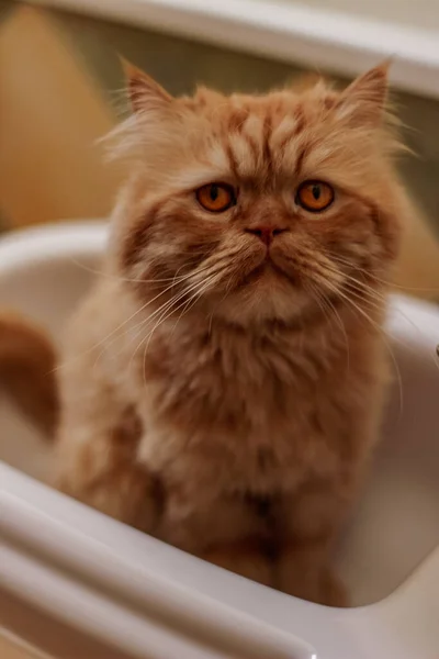 Kahverengi İran kedisi farklı yerlerde oturuyor ve oynuyor