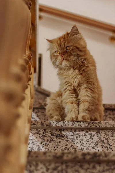 Kahverengi İran kedisi farklı yerlerde oturuyor ve oynuyor