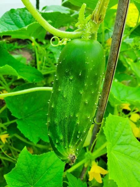 Fresh green cucumber growing in garden
