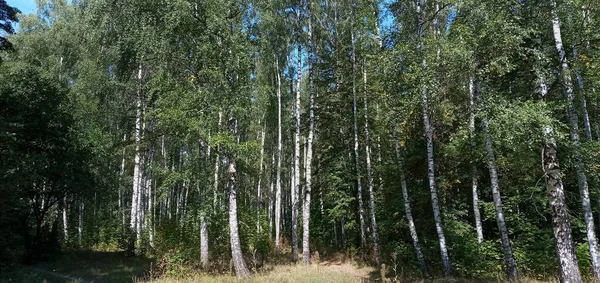 Birch Grovemanhã Floresta Perto Cidade Início Manhã — Fotografia de Stock