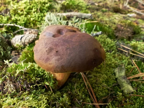 Champignon Forestier Comestible Dans Mousse — Photo