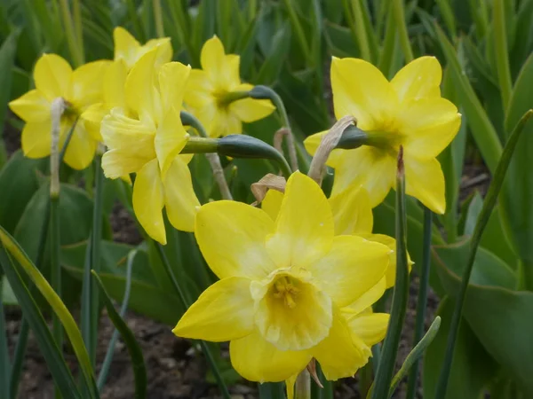 Narciso Amarillo Primavera Ornamental — Foto de Stock