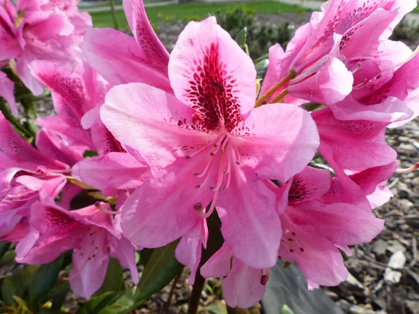parlak pembe açelya - rododendron çiçeği