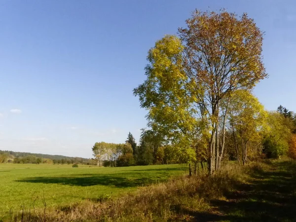 Bäume Und Herbstzeit — Stockfoto