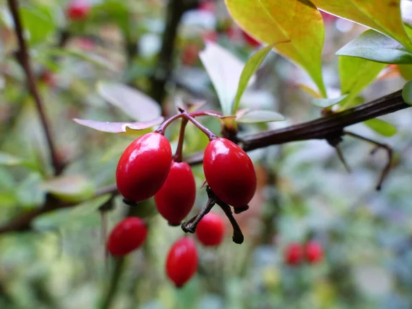 Frecce Rosse Rafforzare Immunità — Foto Stock