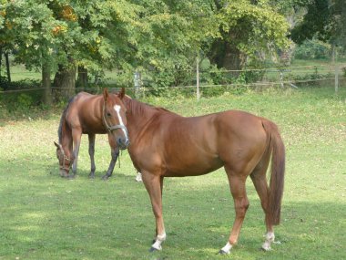  Sonbahar günü çayırlarda serin