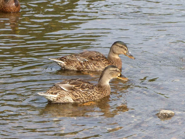 Ducks Swimming Water — Stock Photo, Image