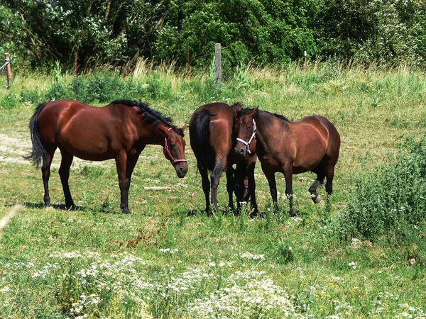 Three Brown Horses Grazing — Stock Photo, Image