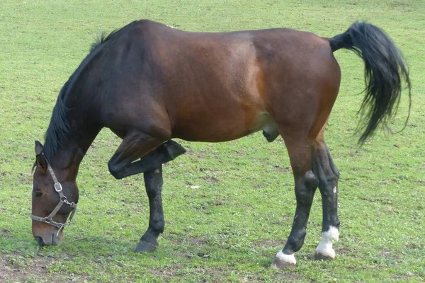 Drie Bruine Paarden Grazen — Stockfoto