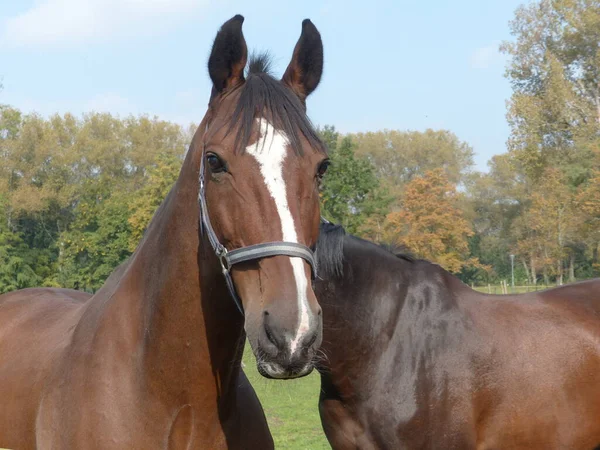 Autumn Day Nature Horses — Stock Photo, Image