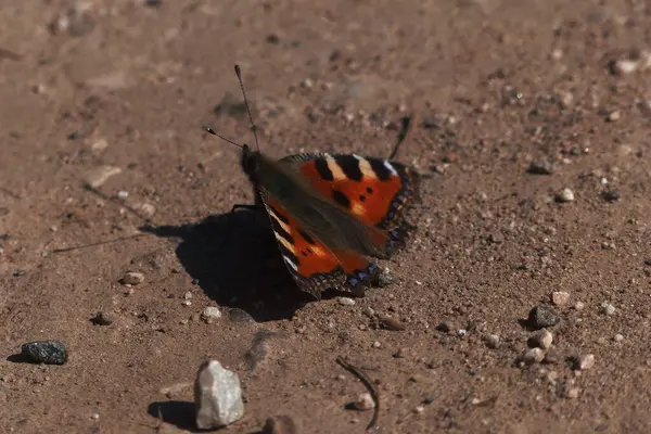 Borboleta Descansando Estrada — Fotografia de Stock