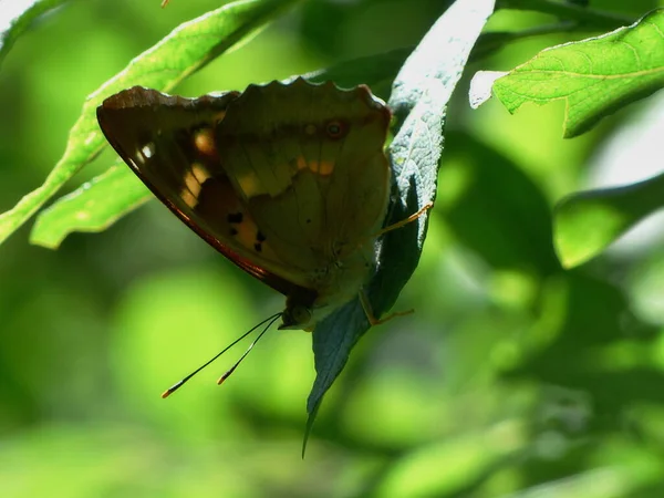 Siesta Farfalla Una Foglia Verde — Foto Stock