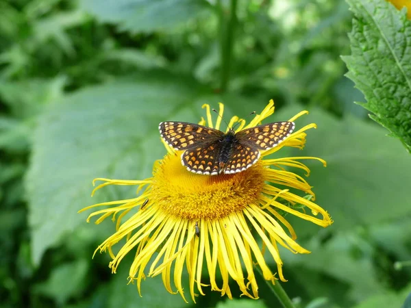 Farfalla Fiore Giallo — Foto Stock