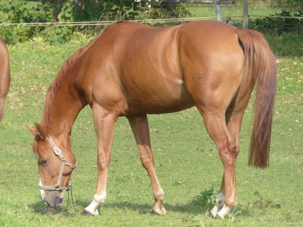 Cavalo Pastoreio Grama Verde — Fotografia de Stock