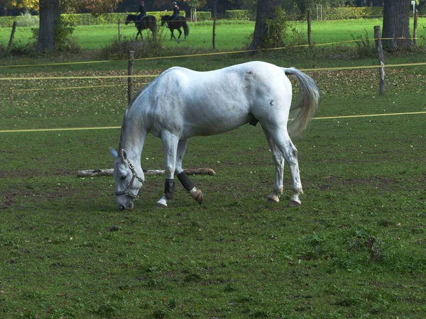 White Horse Grazing Corral — Stock Photo, Image