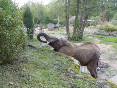Aç fil çalı çırpıyor.