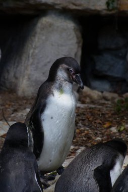 Uçamayan kuş, hayvanat bahçesindeki penguen