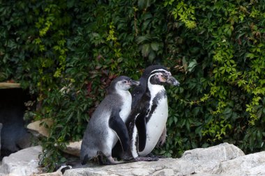 Hayvanat bahçesindeki penguenler arasındaki arkadaşlık