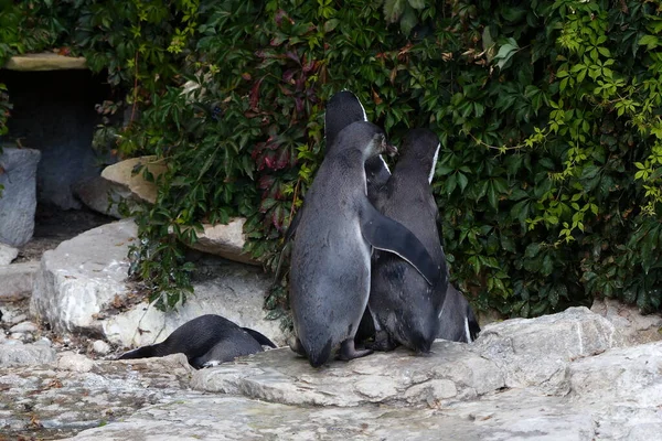 Hayvanat bahçesindeki penguenler arasındaki arkadaşlık