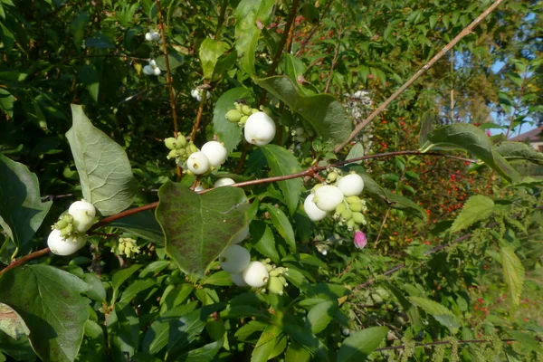 Beyaz tereyağlı böğürtlen, kuşlar için sonbahar yemeği
