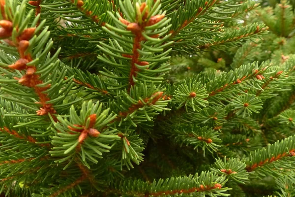 Close Green Branches Needles — Stock Photo, Image