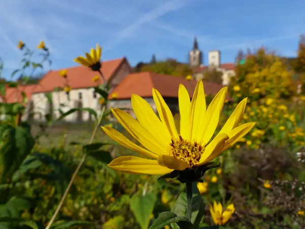 Arkasında Szava Manastırı Olan Sarı Çiçek — Stok fotoğraf