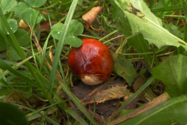 Parkta sonbahar kestaneleri