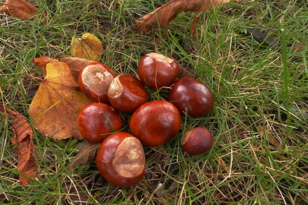 Parkta sonbahar kestaneleri