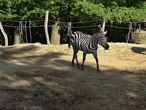 Hayvanat bahçesinde çizgili zebra