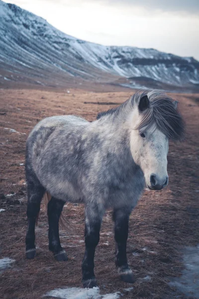 Iceland horse outdoor — Stock Photo, Image