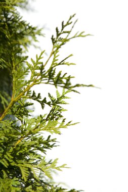 beyaz arkaplanda izole çiçekler