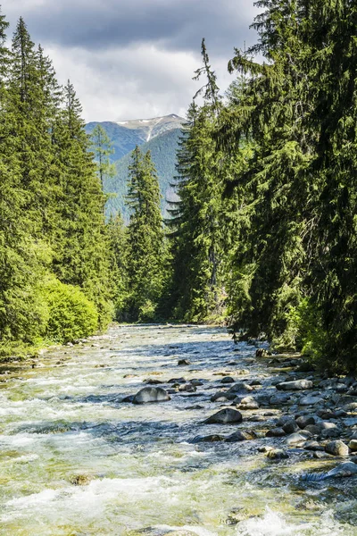 Río Montaña Fluye Través Del Bosque Entre Magníficos Abetos —  Fotos de Stock