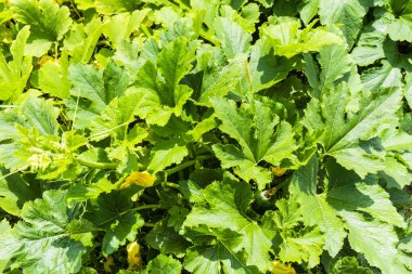 Kabak bitki bahçesinde yaz sezonu.