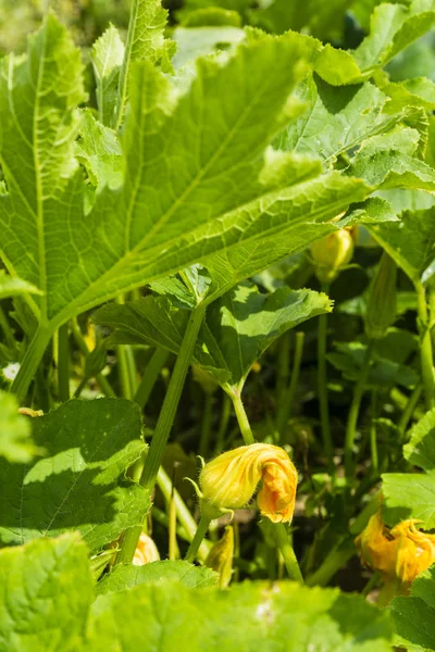 Blooming Yellow Zucchini Courgette Flower Garden — Stock Photo, Image