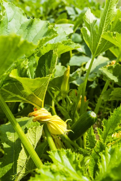 Gul Zucchini Mandelgresskar Blomst Samfunnshagen – stockfoto