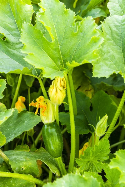 Calabacín Joven Con Una Flor Huerto — Foto de Stock