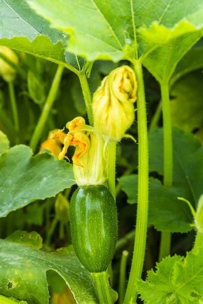 Young green zucchini with a yellow flower in the allotment garden.