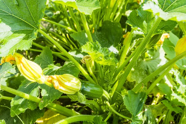 Planta Calabacín Con Una Fruta Joven Una Flor Jardín — Foto de Stock