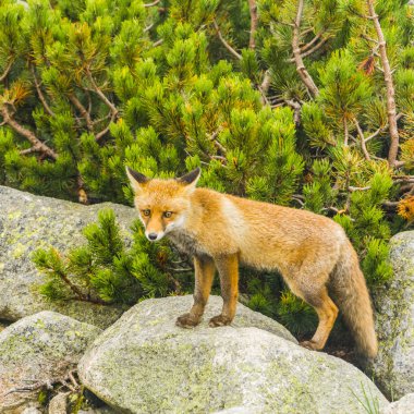 Kızıl Tilki (Vulpes vulpes) bir kaya fotoğraf için poz.