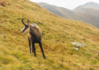 Tatra chamois (Rupicapra rupicapra tatrica) Tatra Dağları'nda sonbaharda çimenli bir yamaçta.