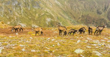 Genç ve yetişkin keçi (Tatra chamois, Rupicapra rupicapra tatrica) Batı Tatras çimenli bir yamaçta sonbaharda bir grup.