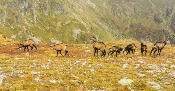 Genç ve yetişkin keçi (Tatra chamois, Rupicapra rupicapra tatrica) Batı Tatras çimenli bir yamaçta sonbaharda bir grup.